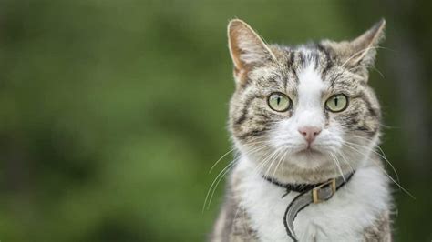 How To Find A Lost Cat in 16 Steps & How To Prevent It From Happening.